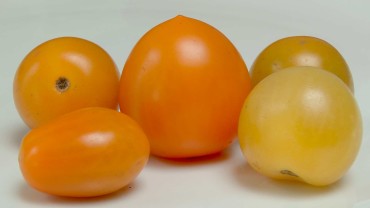 tomaten-frucht-gelb-orange