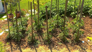 tomaten-jungpflanzen
