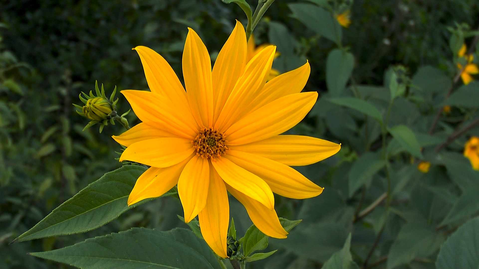 Topinambur (Helianthus tuberosus) im Pflanzenlexikon >>
