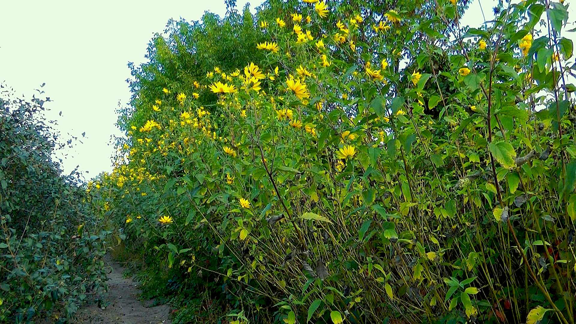 Topinambur (Helianthus tuberosus) im Pflanzenlexikon >>