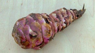 Topinambur-Knolle