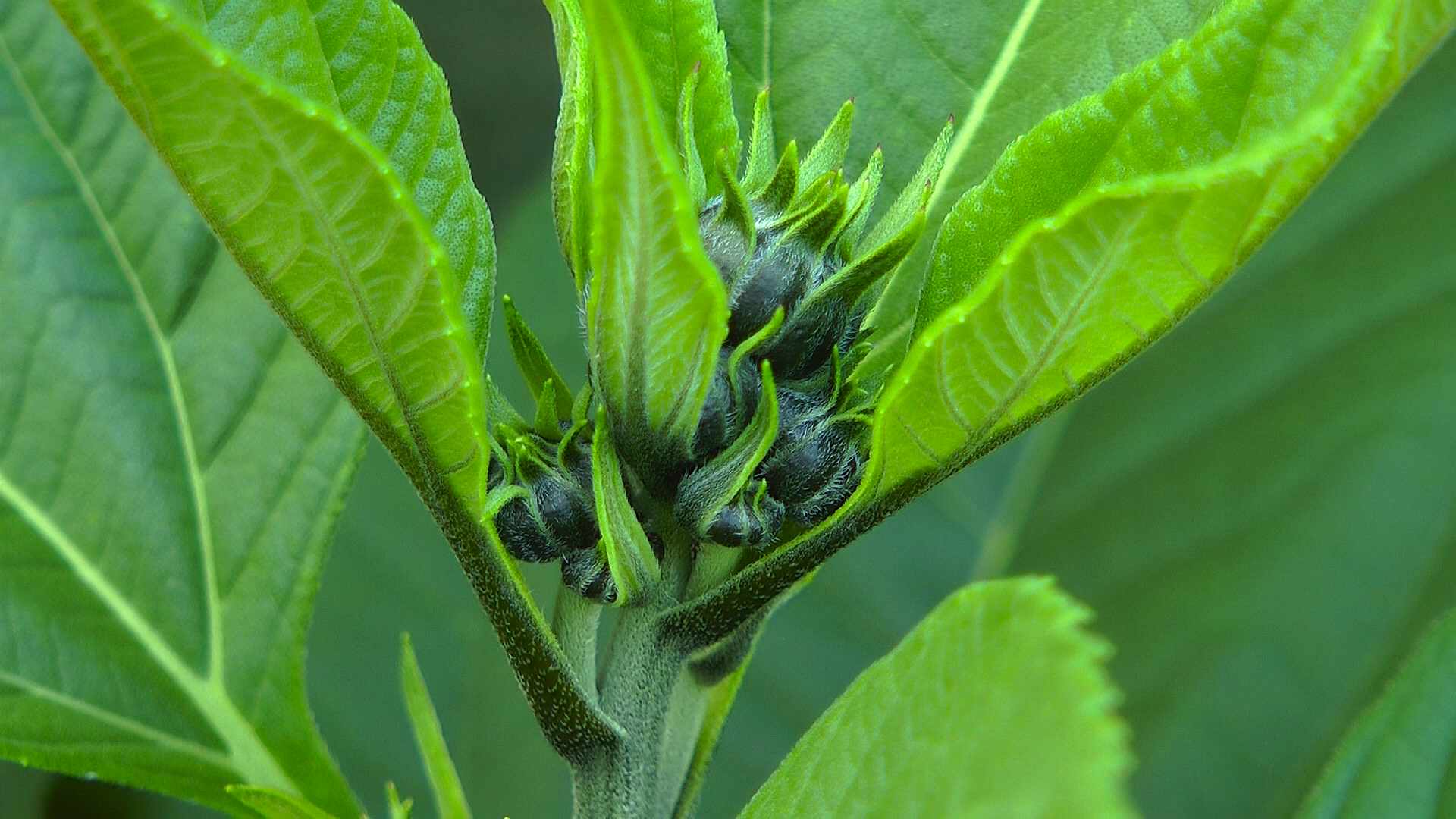 Topinambur - GartenNatur