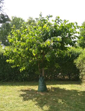 Kirschbaum gießen mit einem Baumbewässerungssack