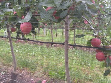 Apfelbäume mit Schläuchen zur Tröpfchenbewässerung