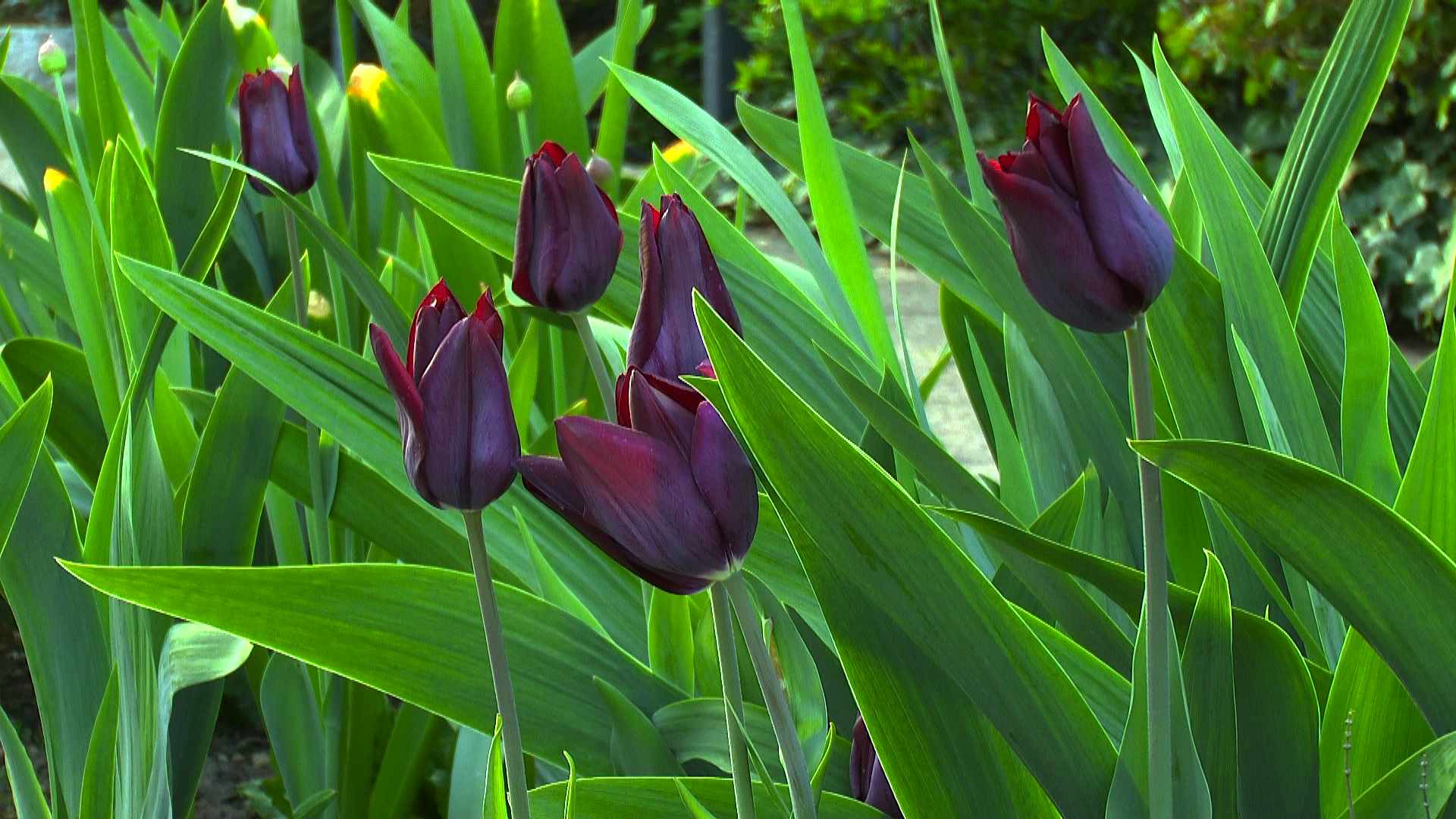 Tulpe (Tulipa) - im Pflanzenlexikon >> GartenNatur.com
