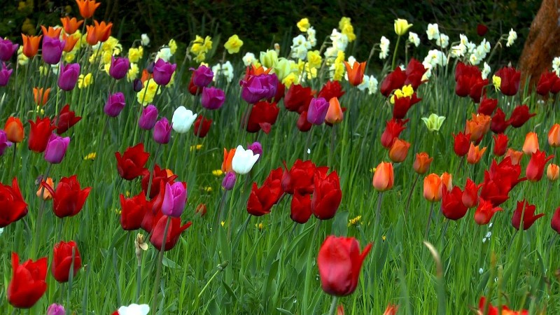tulpe-farben-divers