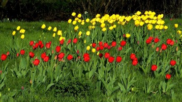 tulpe-horst