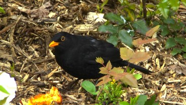 vogel-amsel