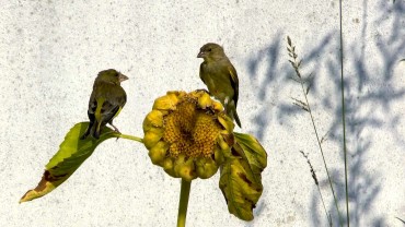 vogel-sonnenblume