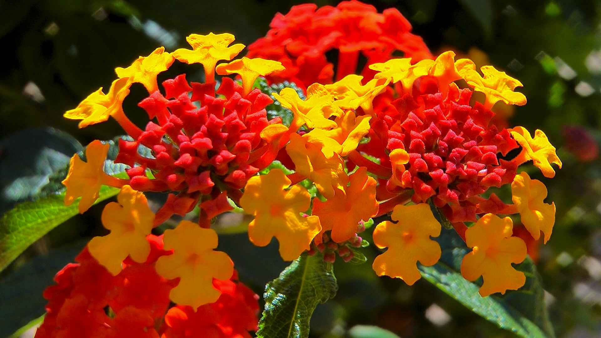 wandelroeschen-bluete-rot-gelb