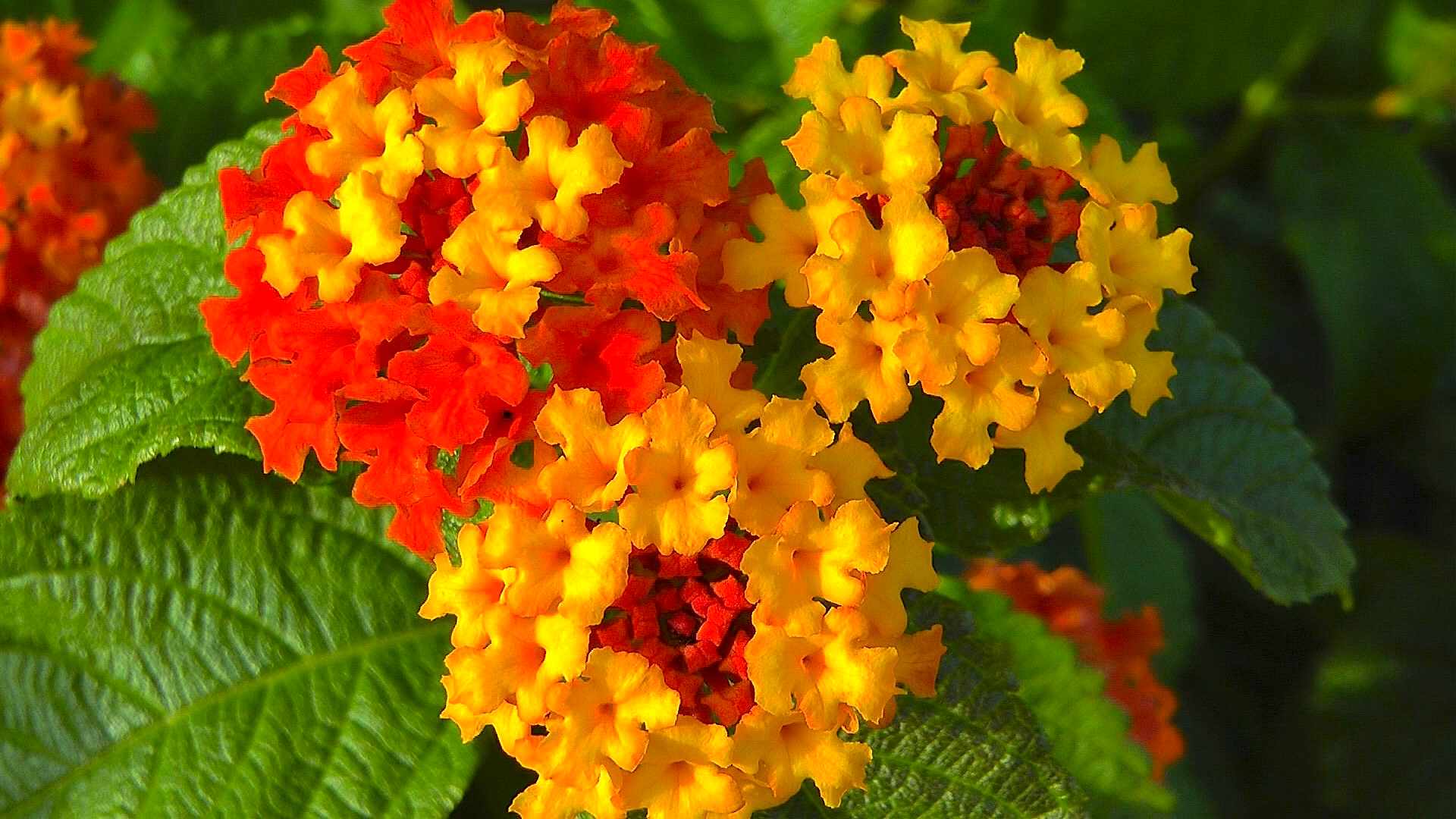 Wandelröschen (Lantana camara) - im Pflanzenlexikon