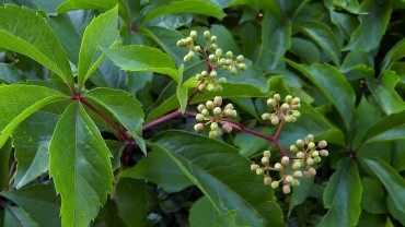 wilder-wein-fruchtbildung