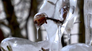 winterschneeball-frost