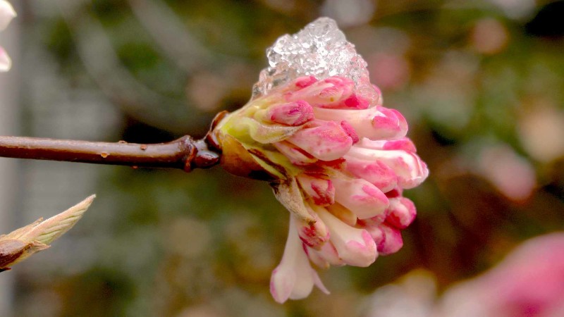 winterschneeball-knospe-vereist