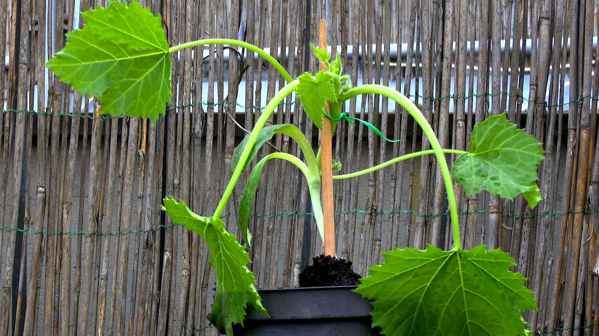 Balkongarten - Gemüse einfach selbst anbauen